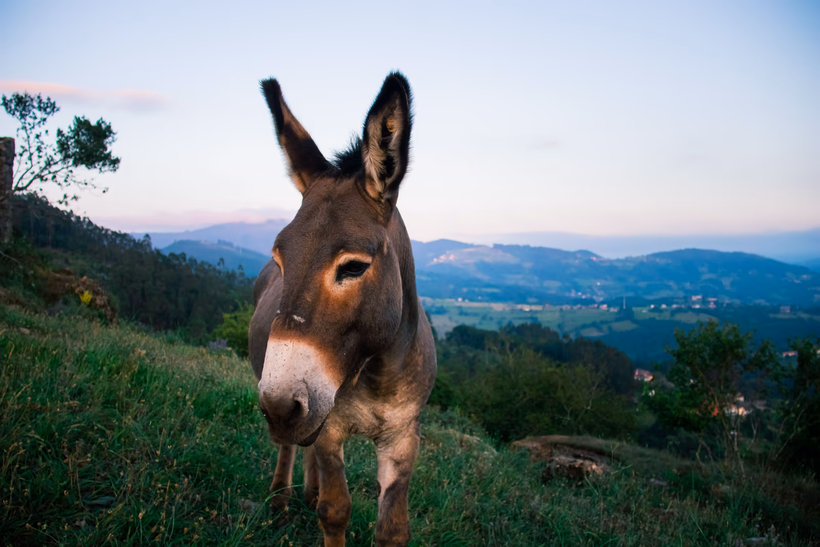 El burro-taxi de Mijas